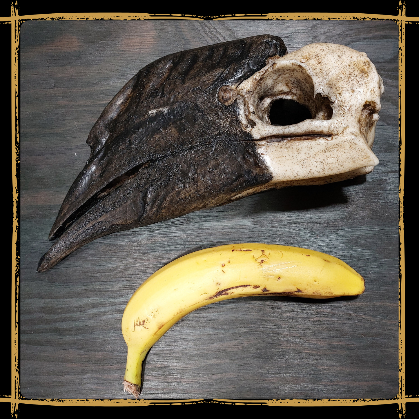 Skull Hornbill