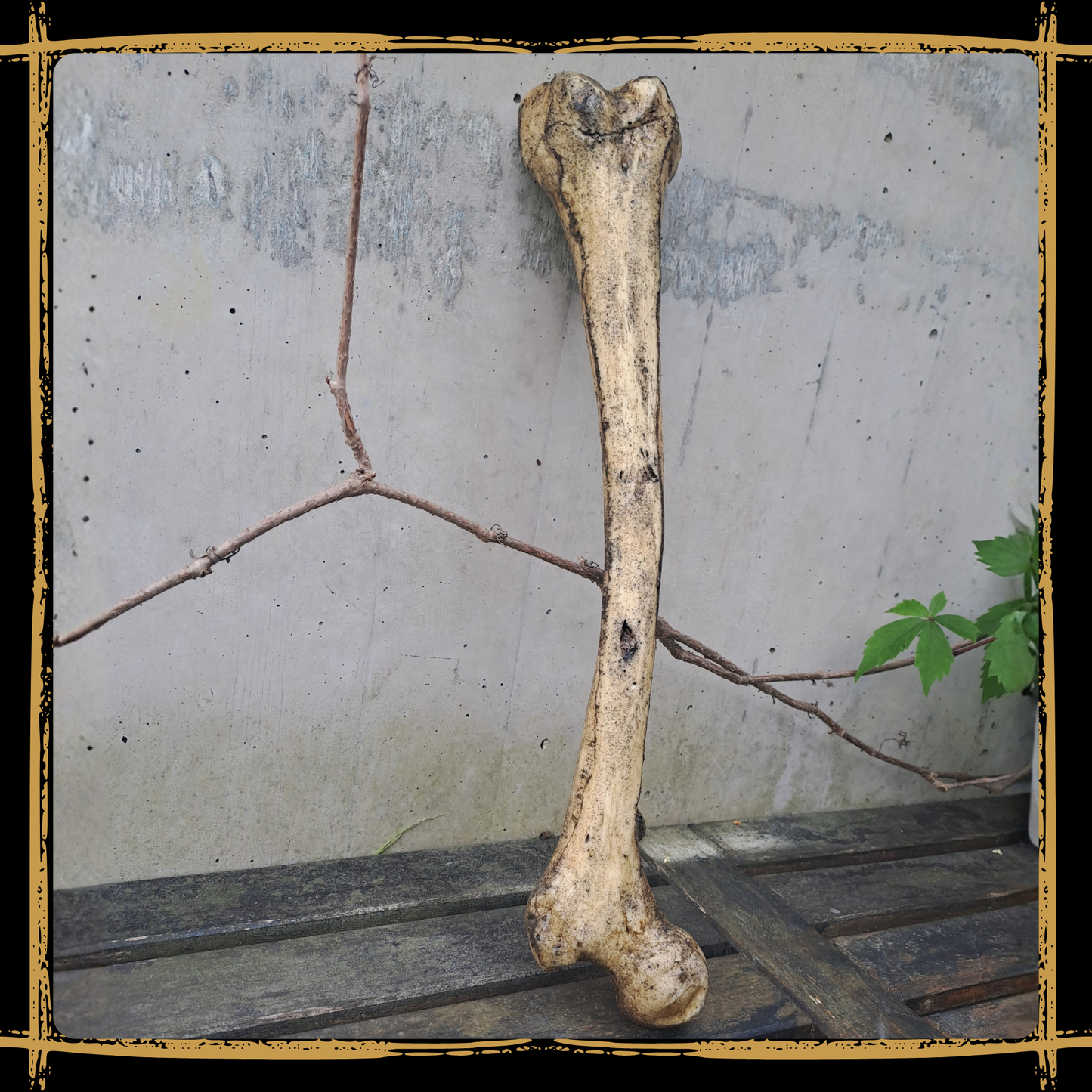 Thighbone Human
