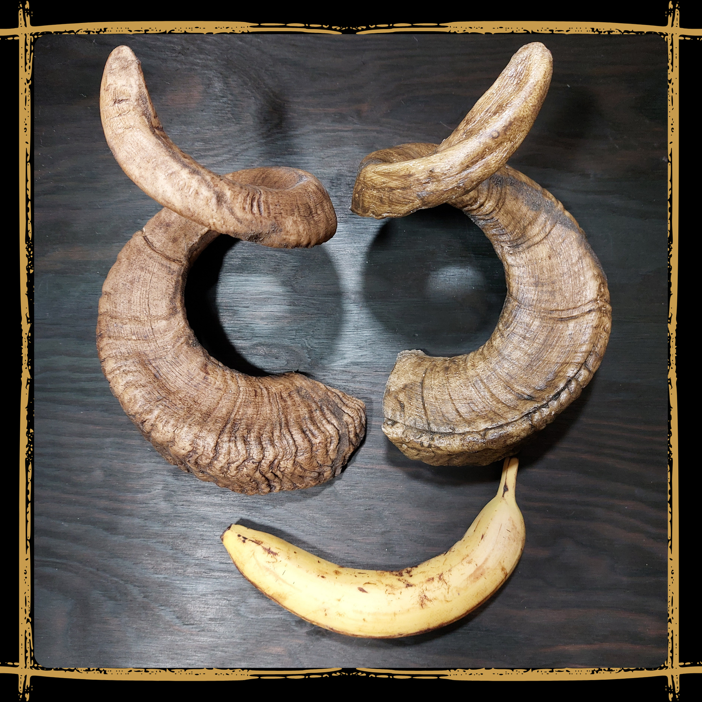 Horns Ram
