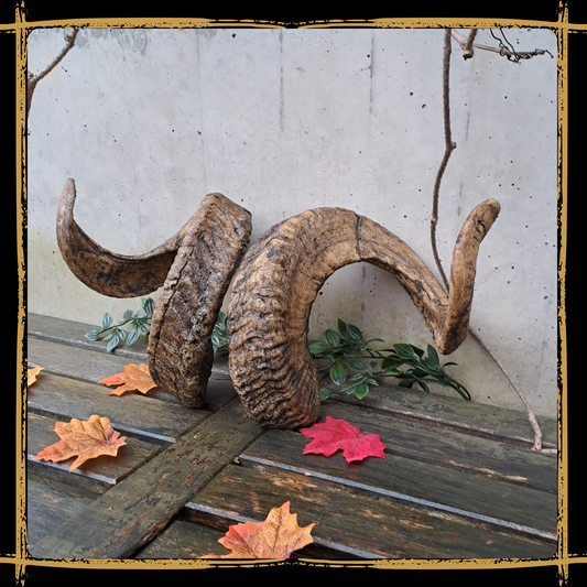 Horns Ram