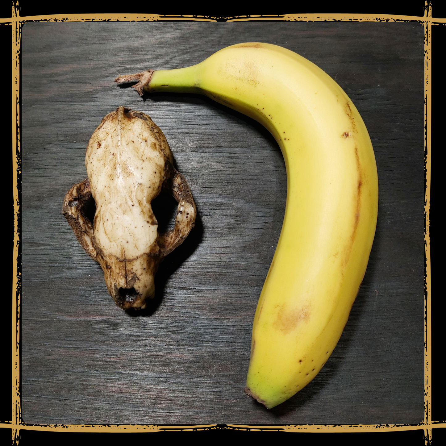 Skull Marten
