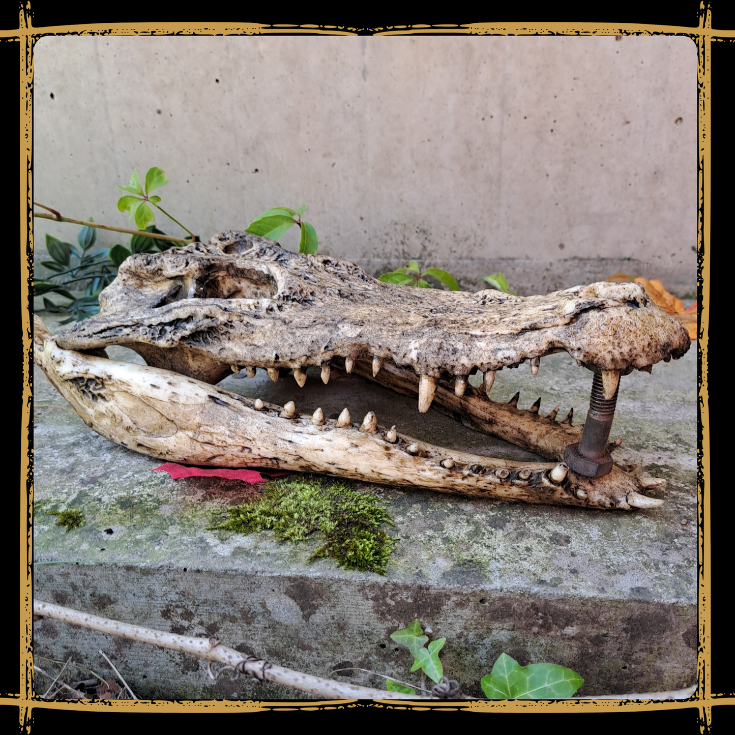 Skull Crocodile