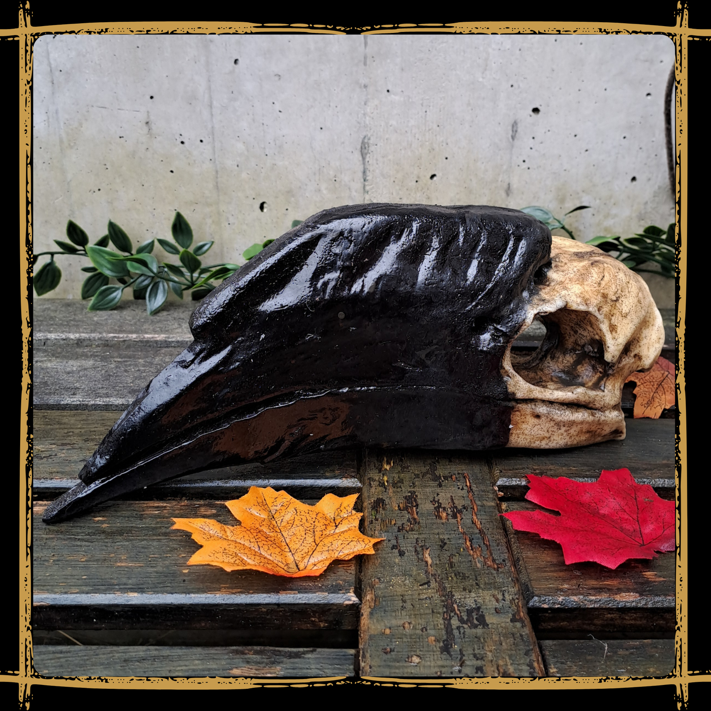 Skull Hornbill