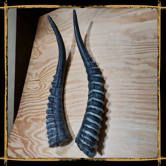 Horns Antelope