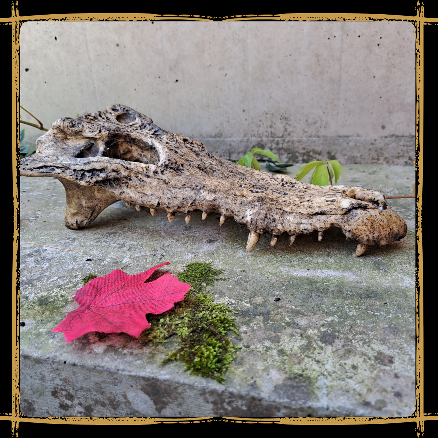 Skull Crocodile