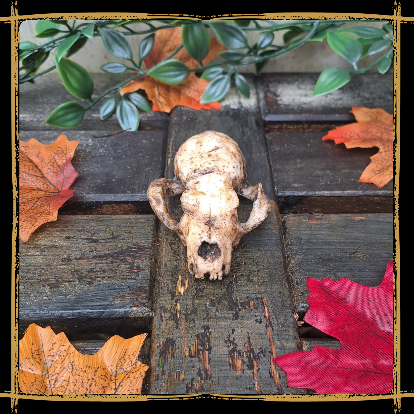 Skull Marten