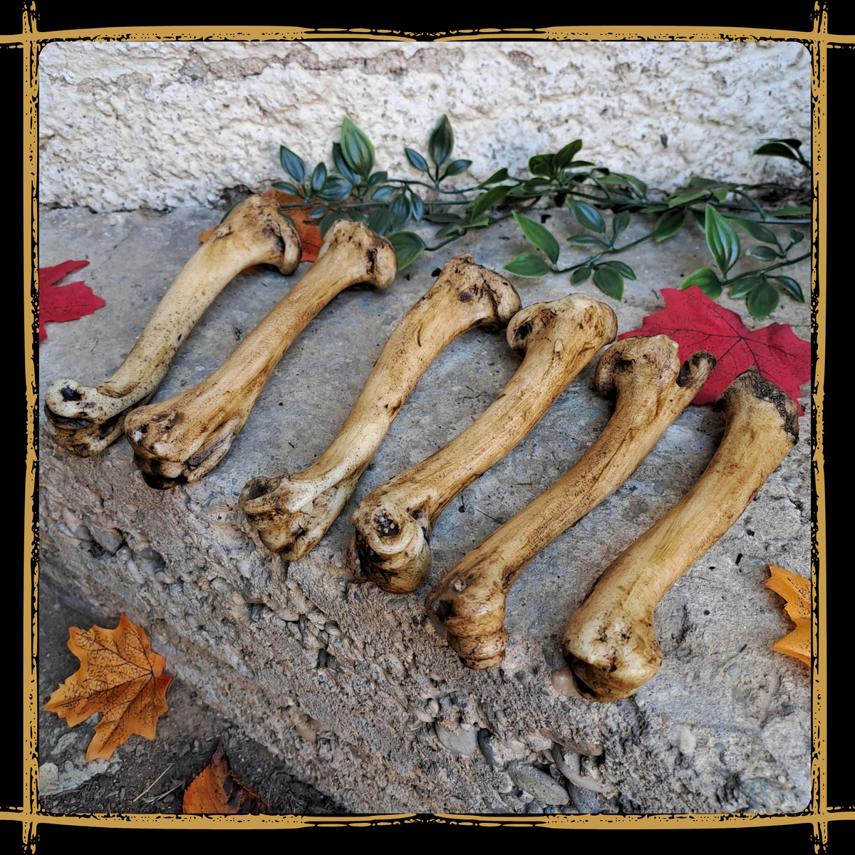 Set Of Medium Bones