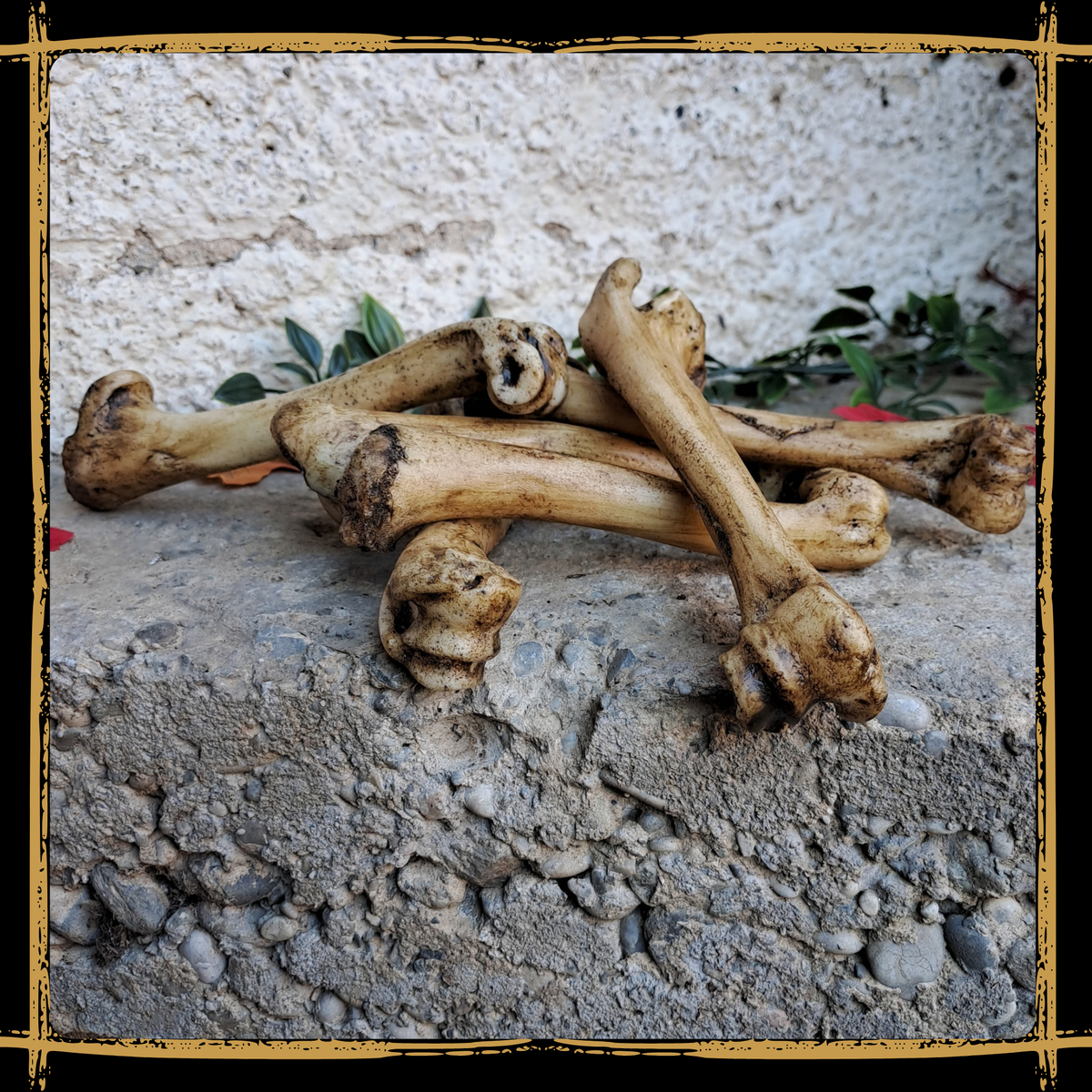 Set Of Medium Bones