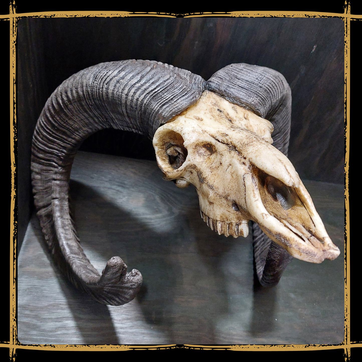 Skull Mouflon