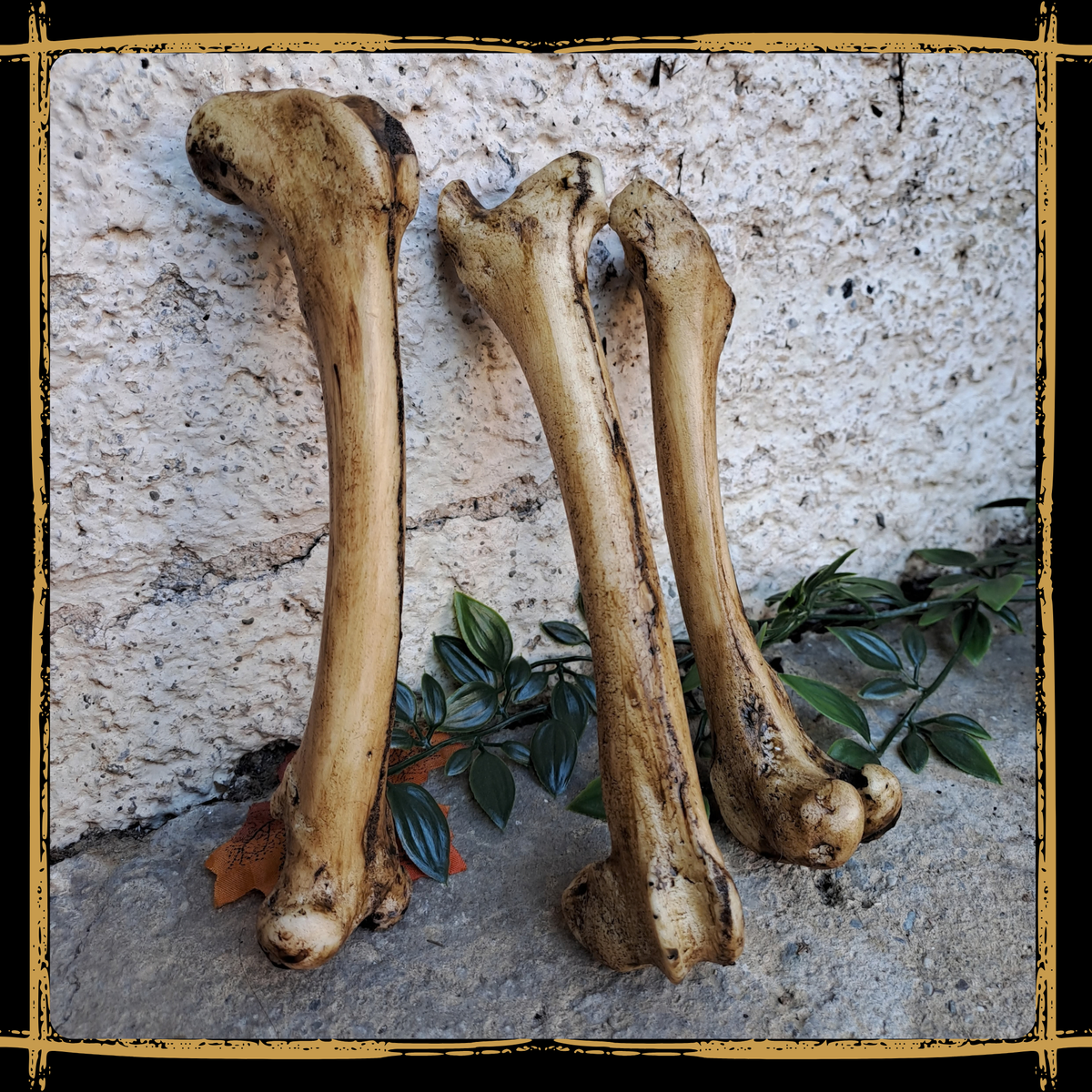 Set Of Big Bones