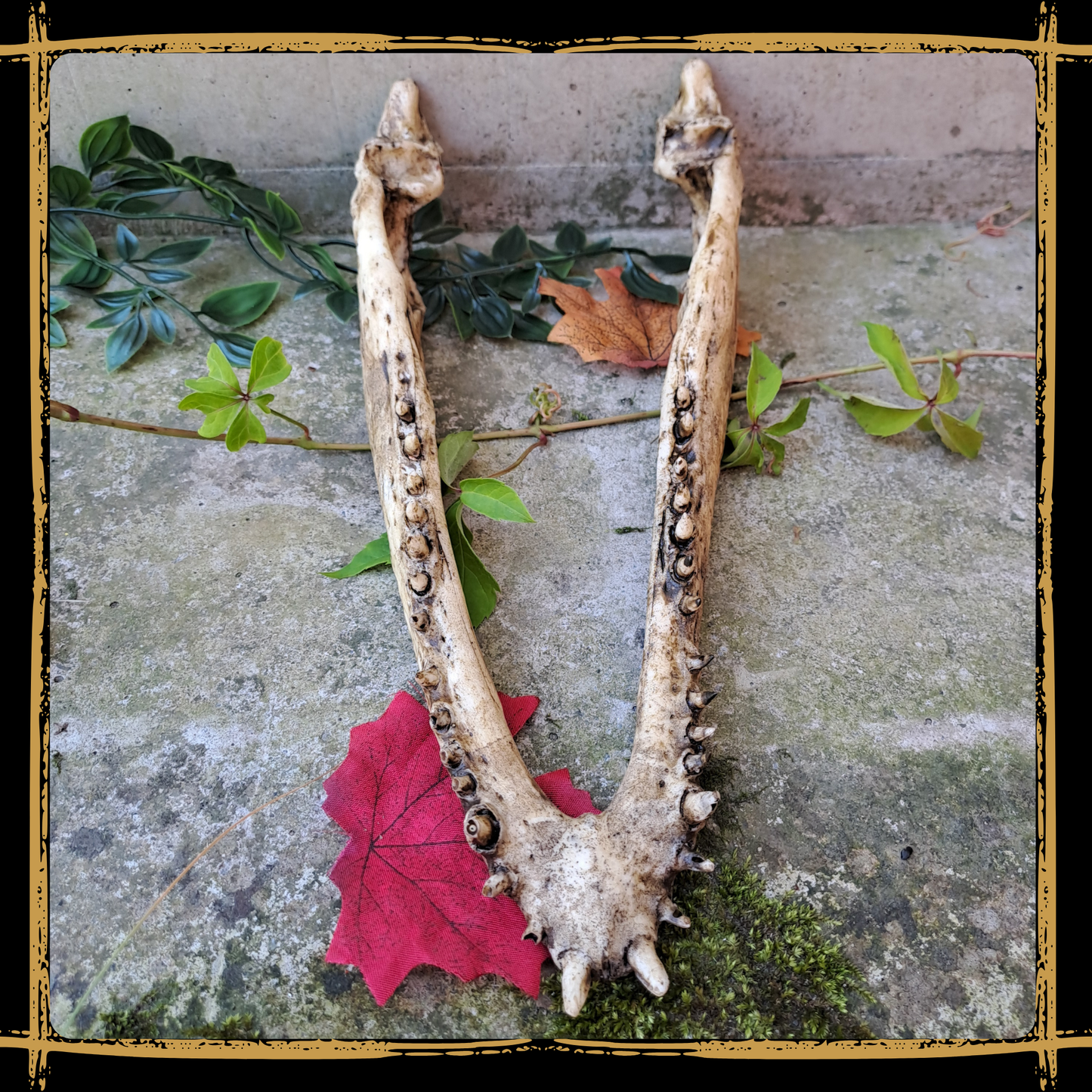 Skull Crocodile