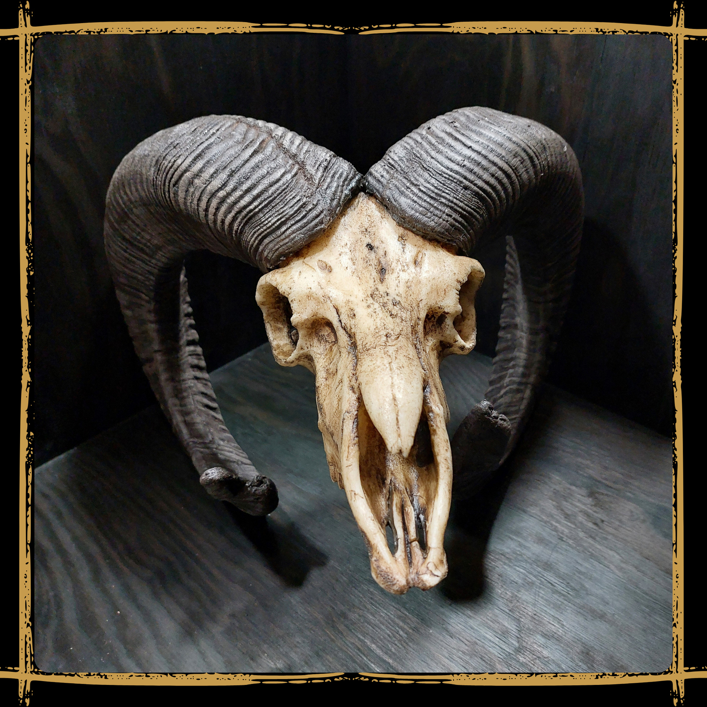 Skull Mouflon