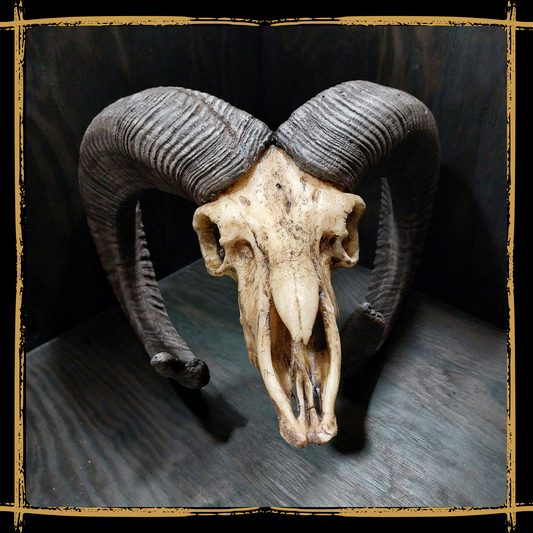 Skull Mouflon