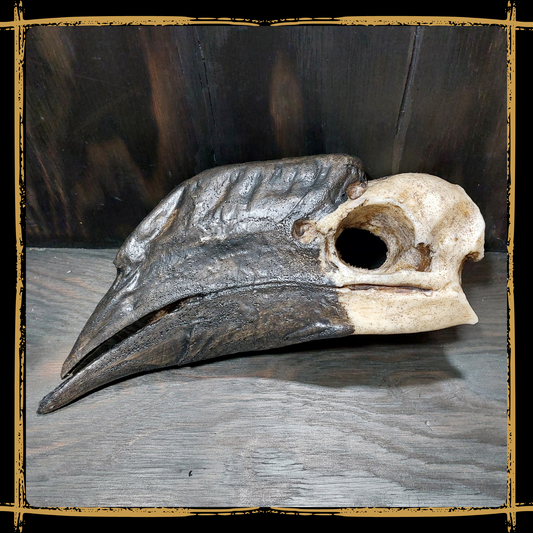 Skull Hornbill