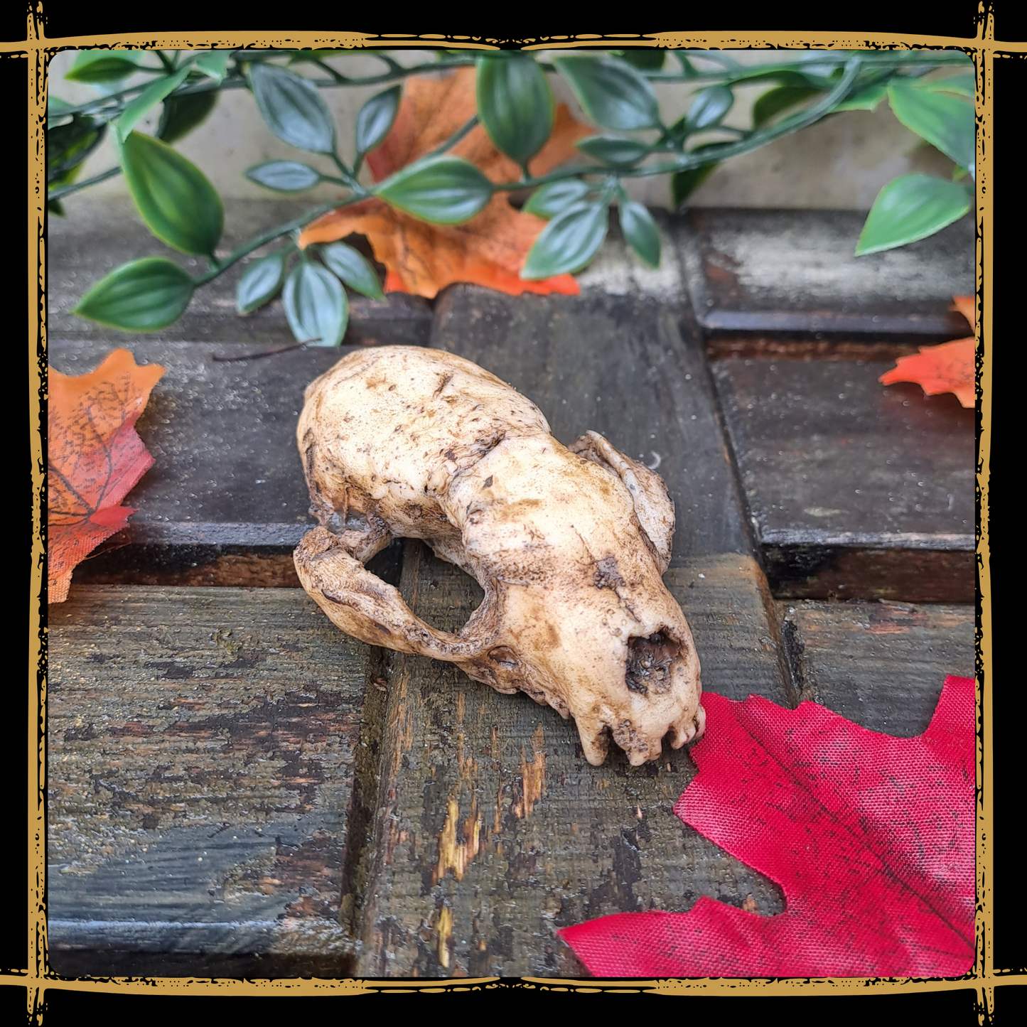 Skull Marten