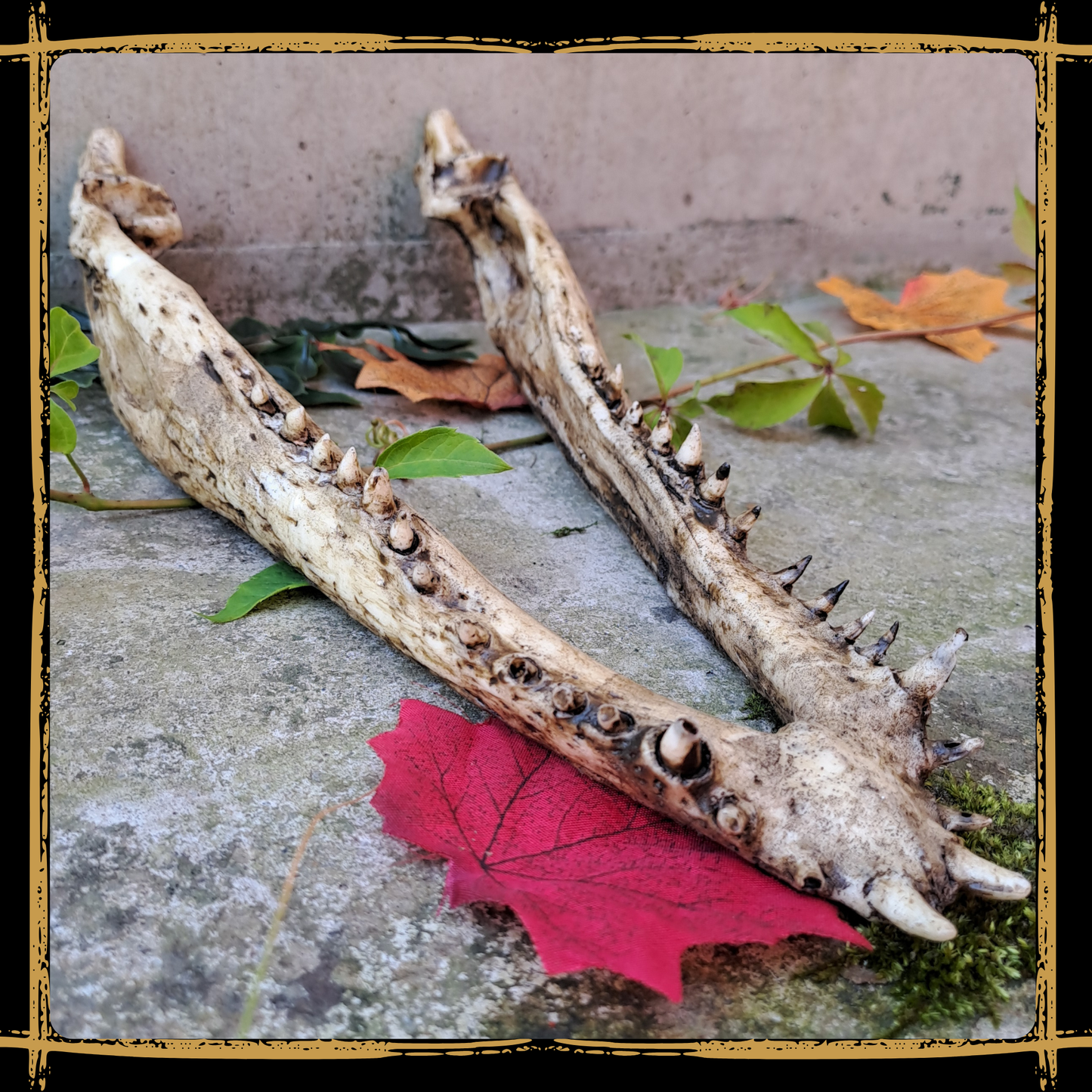 Skull Crocodile