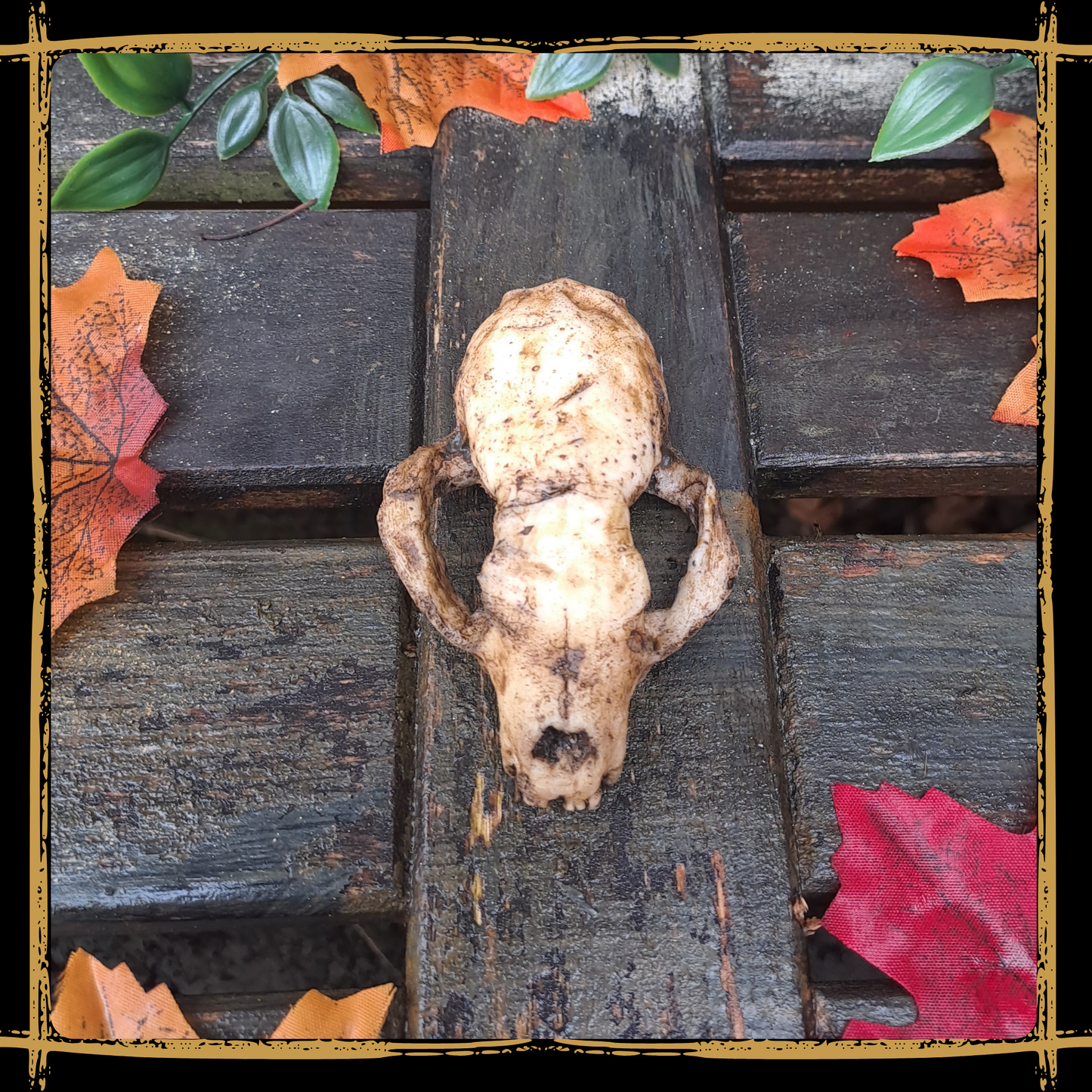 Skull Marten