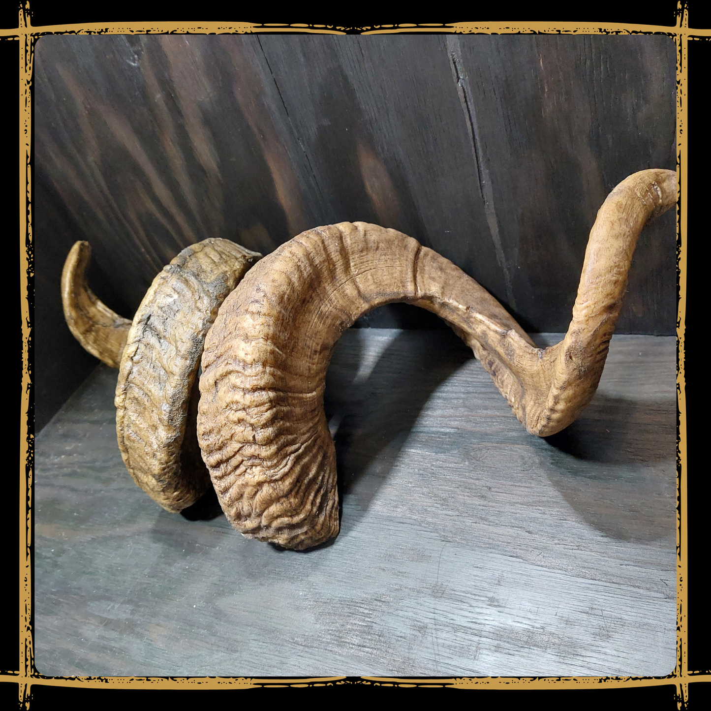 Horns Ram