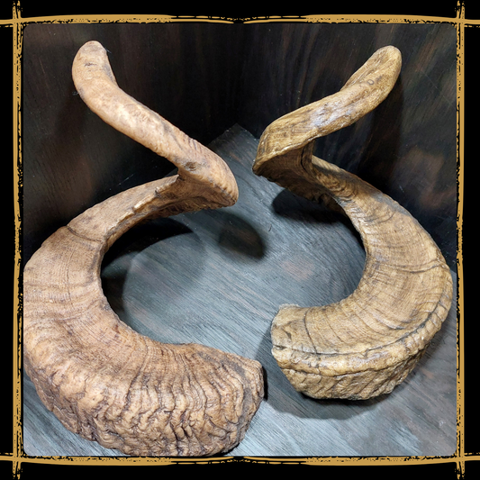 Horns Ram