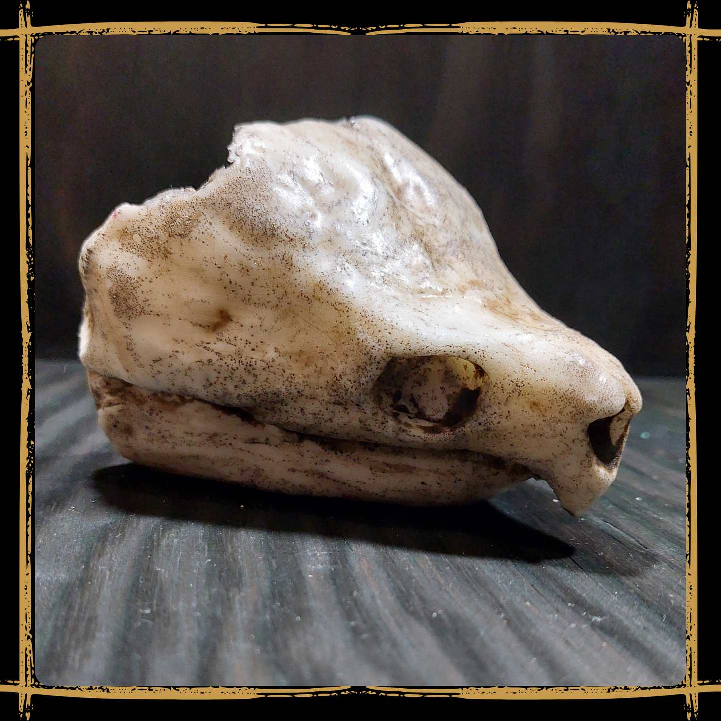 Skull Snapping Turtle