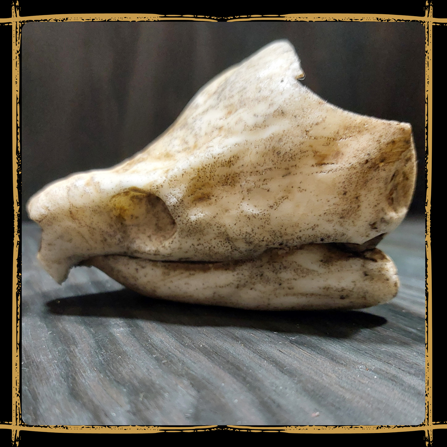 Skull Snapping Turtle