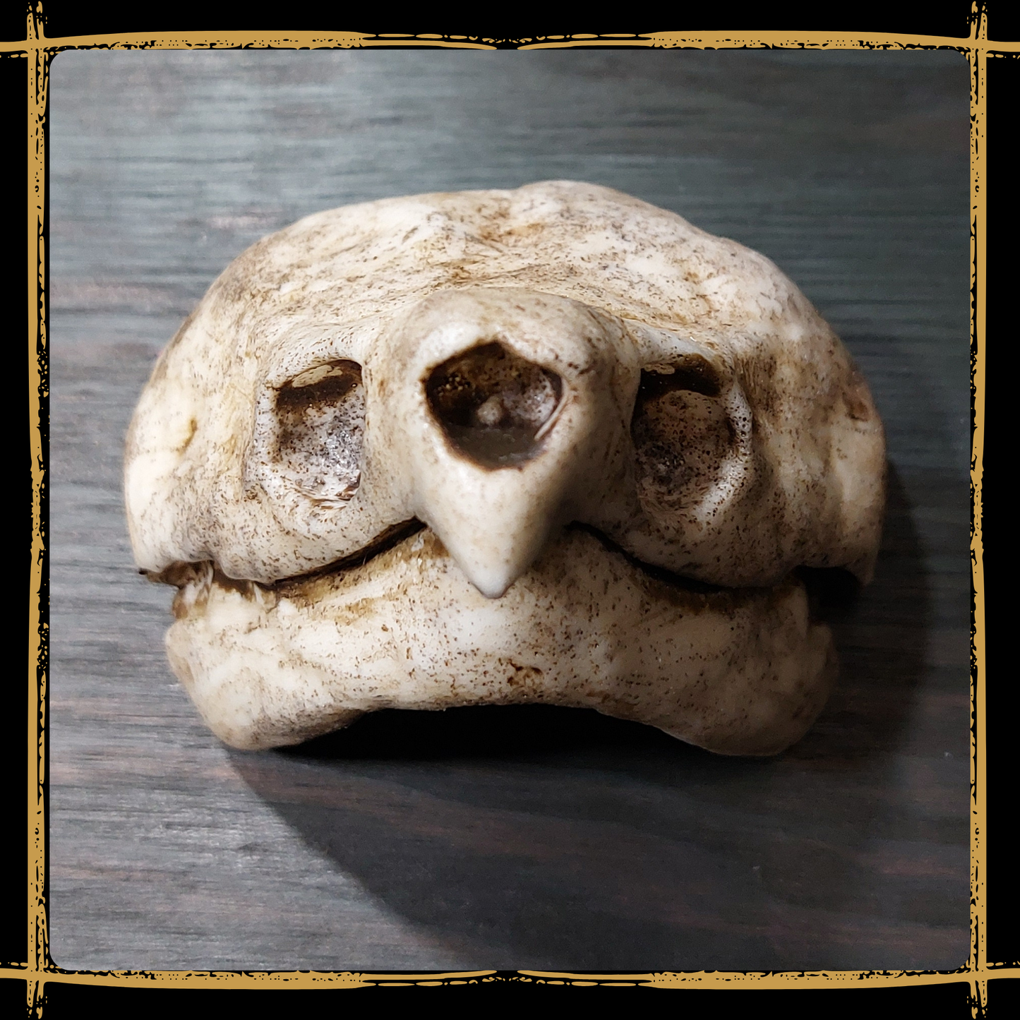 Skull Snapping Turtle