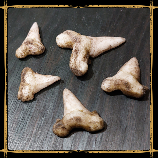 Shark Teeth Set
