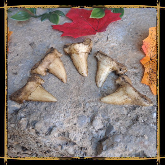 Shark Teeth Set