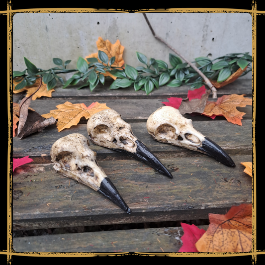 Skull Crow