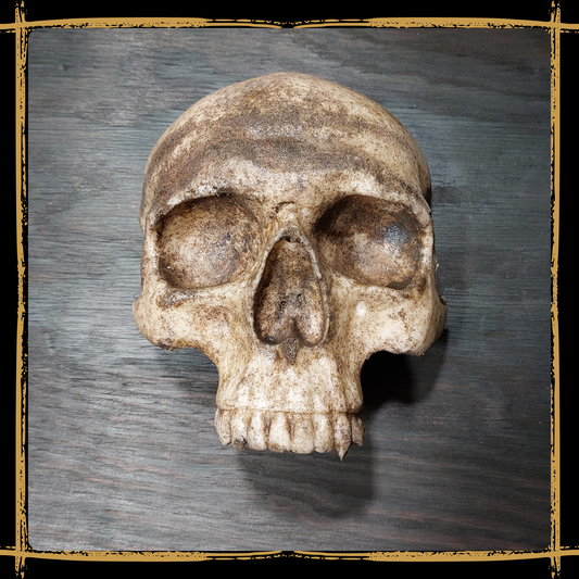 Skull Human Half