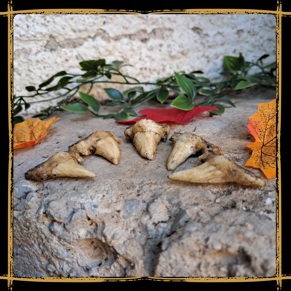 Shark Teeth Set