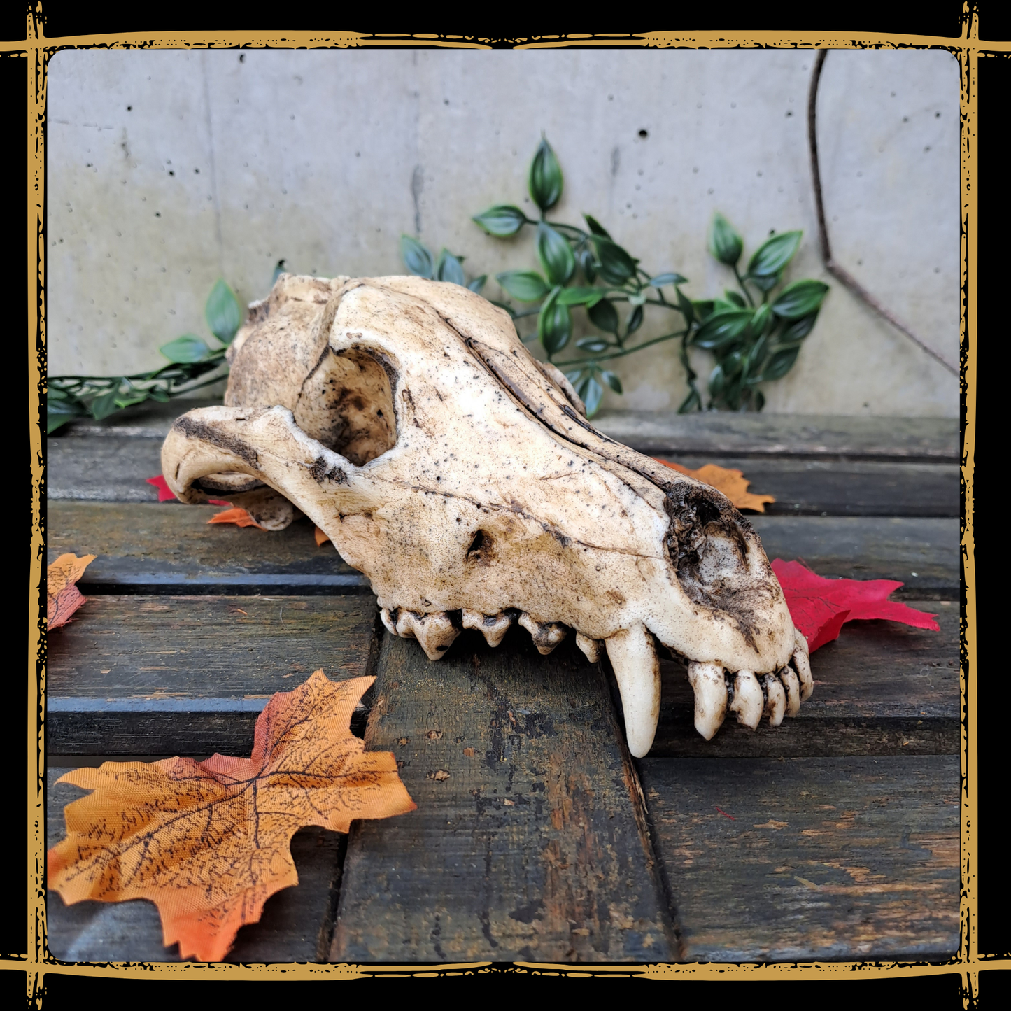 Skull Wolf