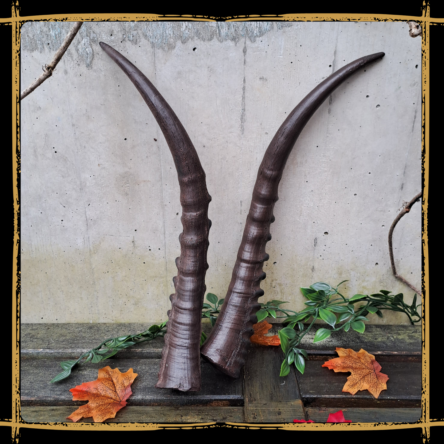 Horns Antelope