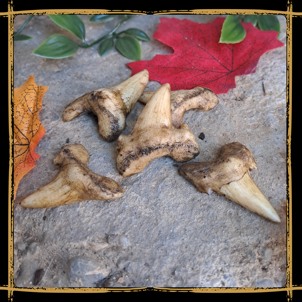 Shark Teeth Set