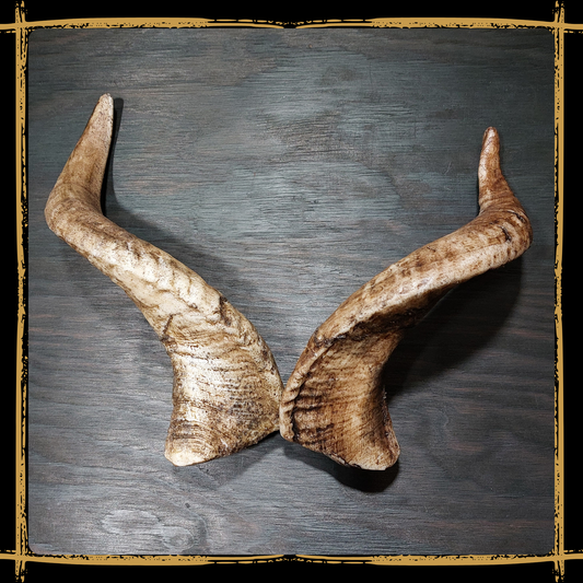 Horns Goat