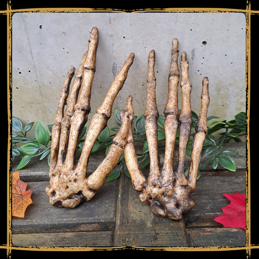 Human Skeleton Hands