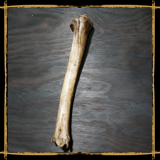 Bone Medium