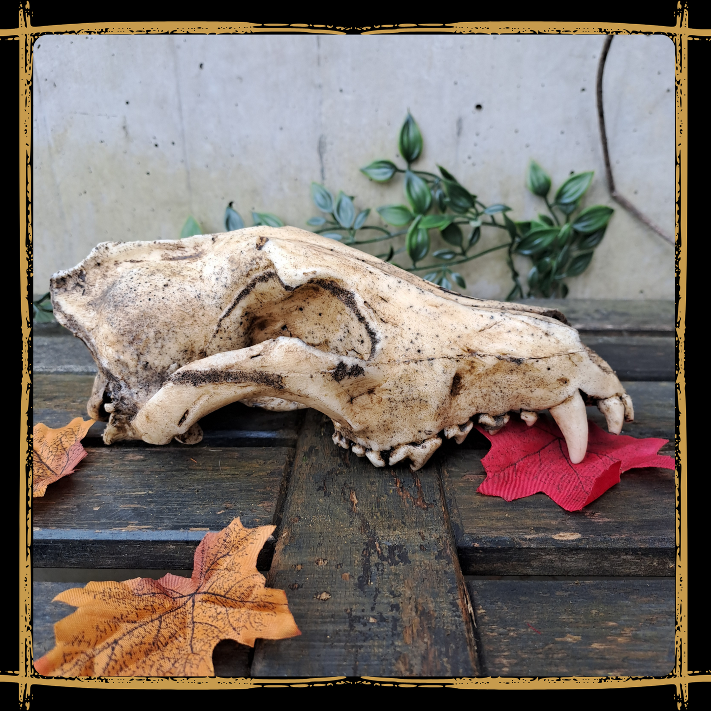 Skull Wolf