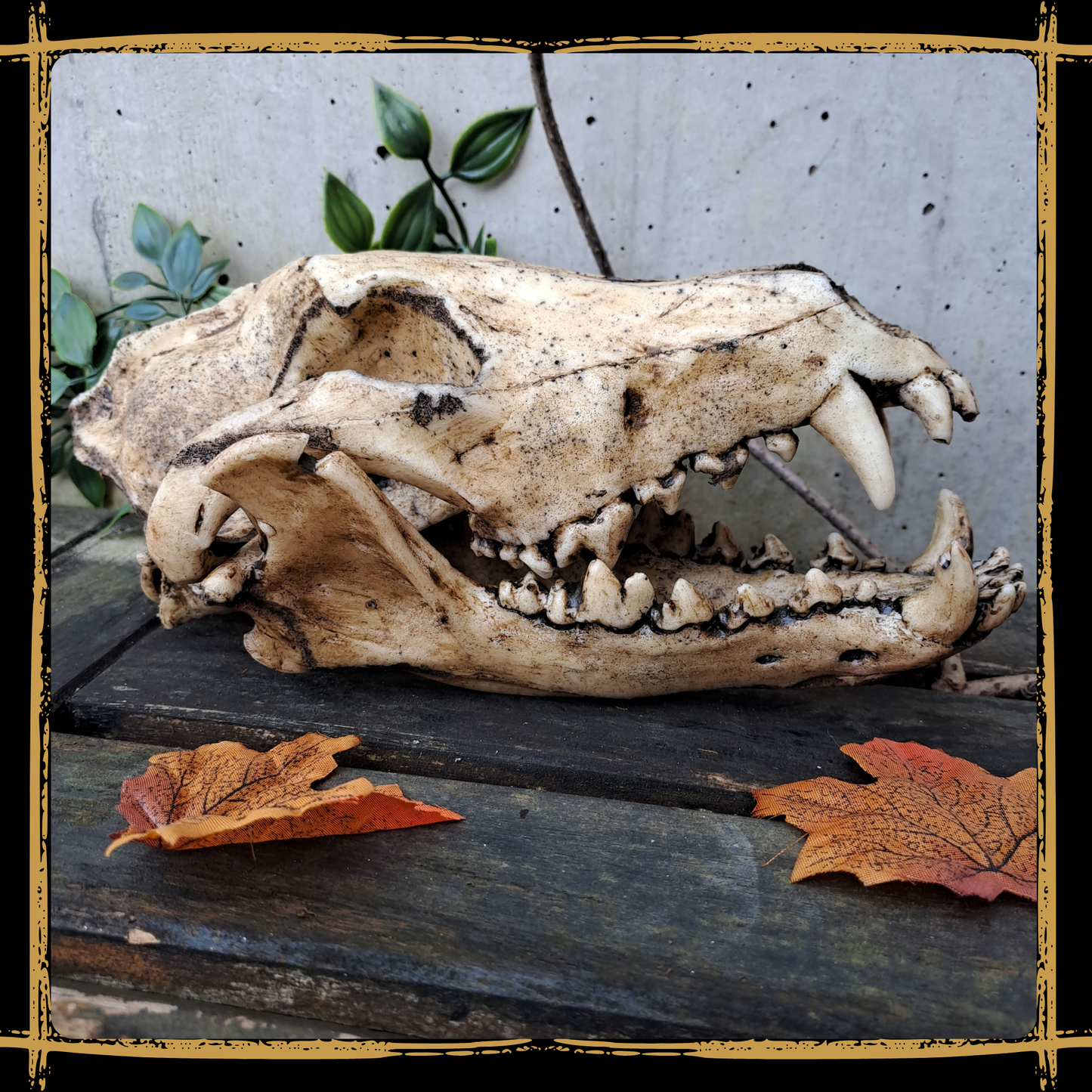 Skull Wolf