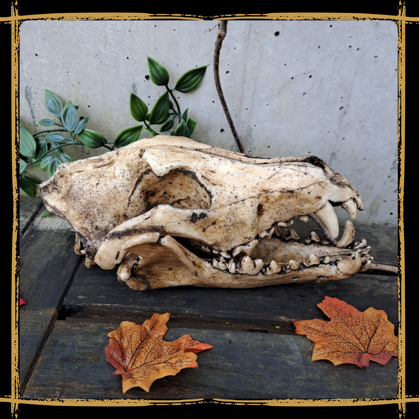 Skull Wolf