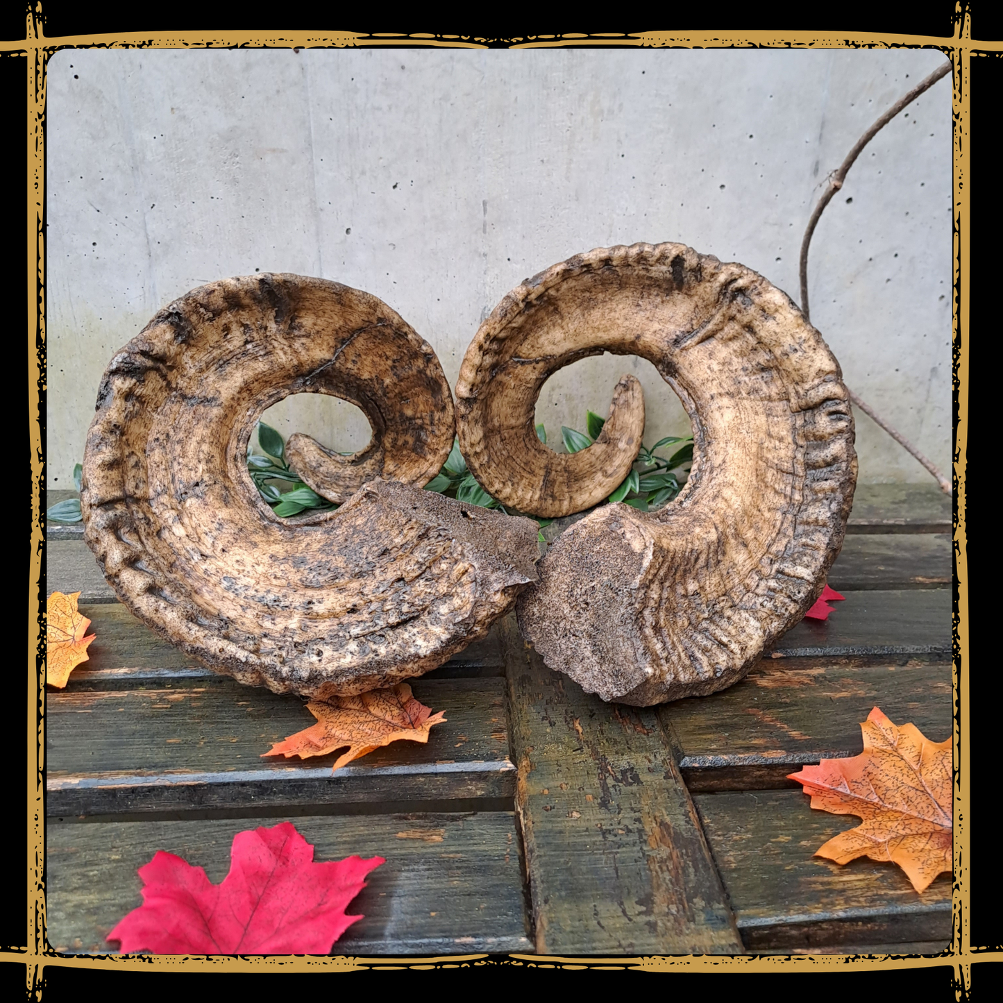Horns Ram