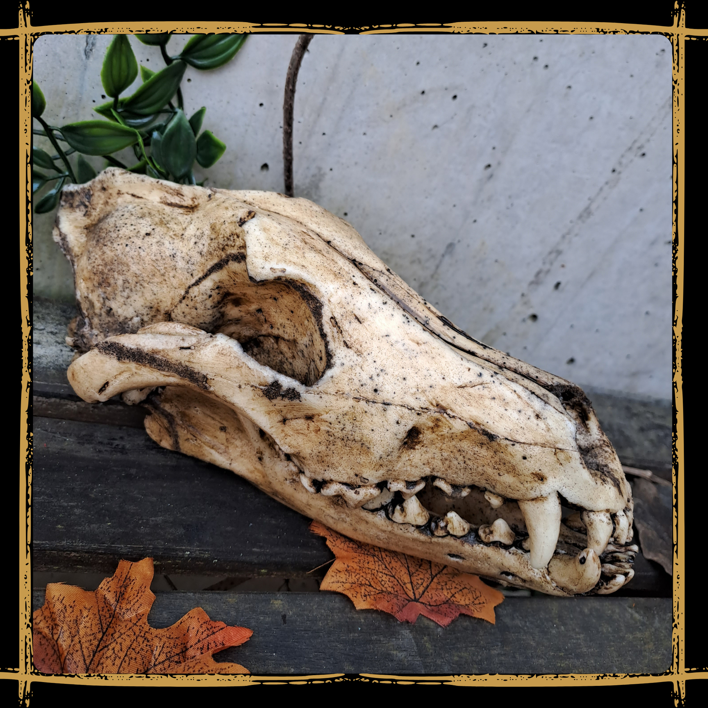 Skull Wolf