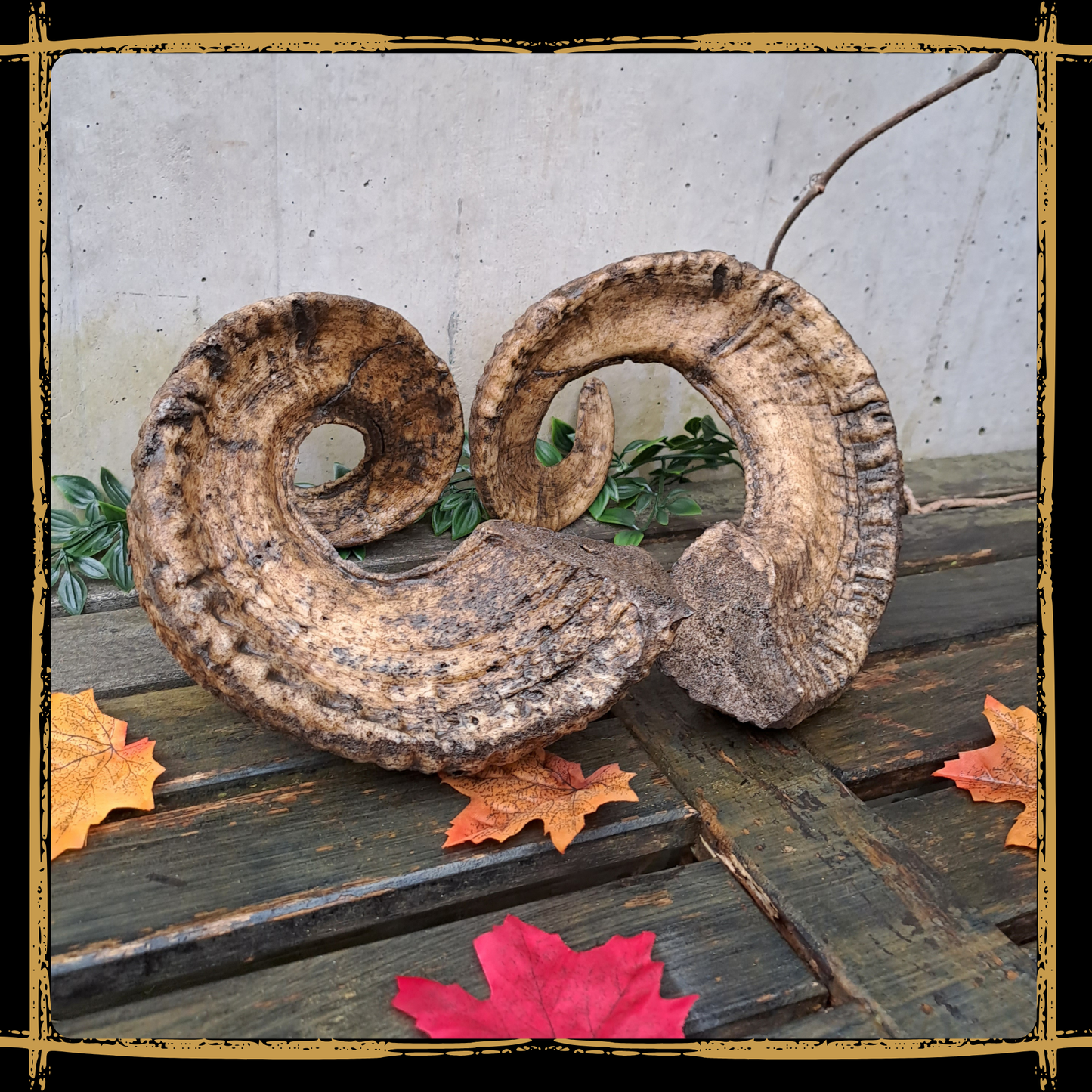Horns Ram