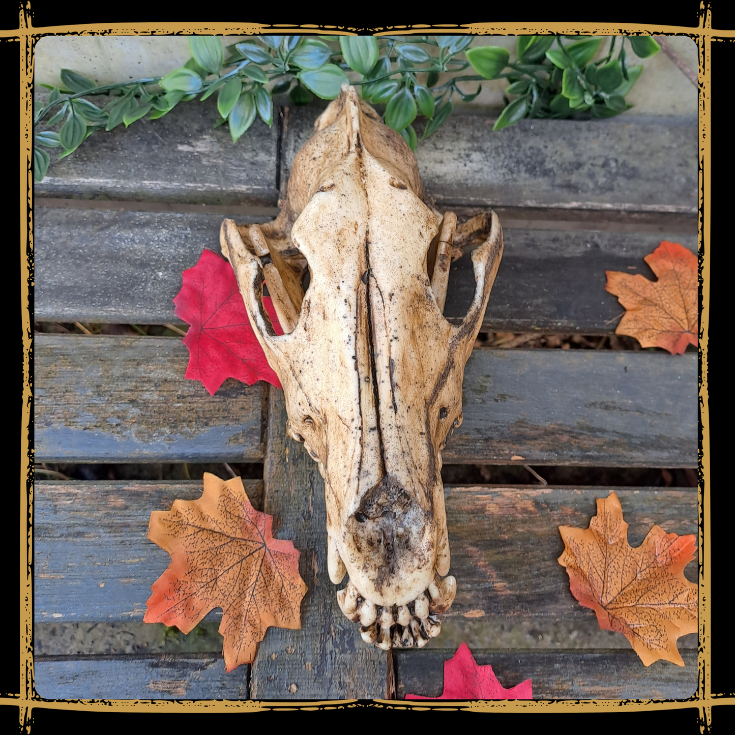 Skull Wolf