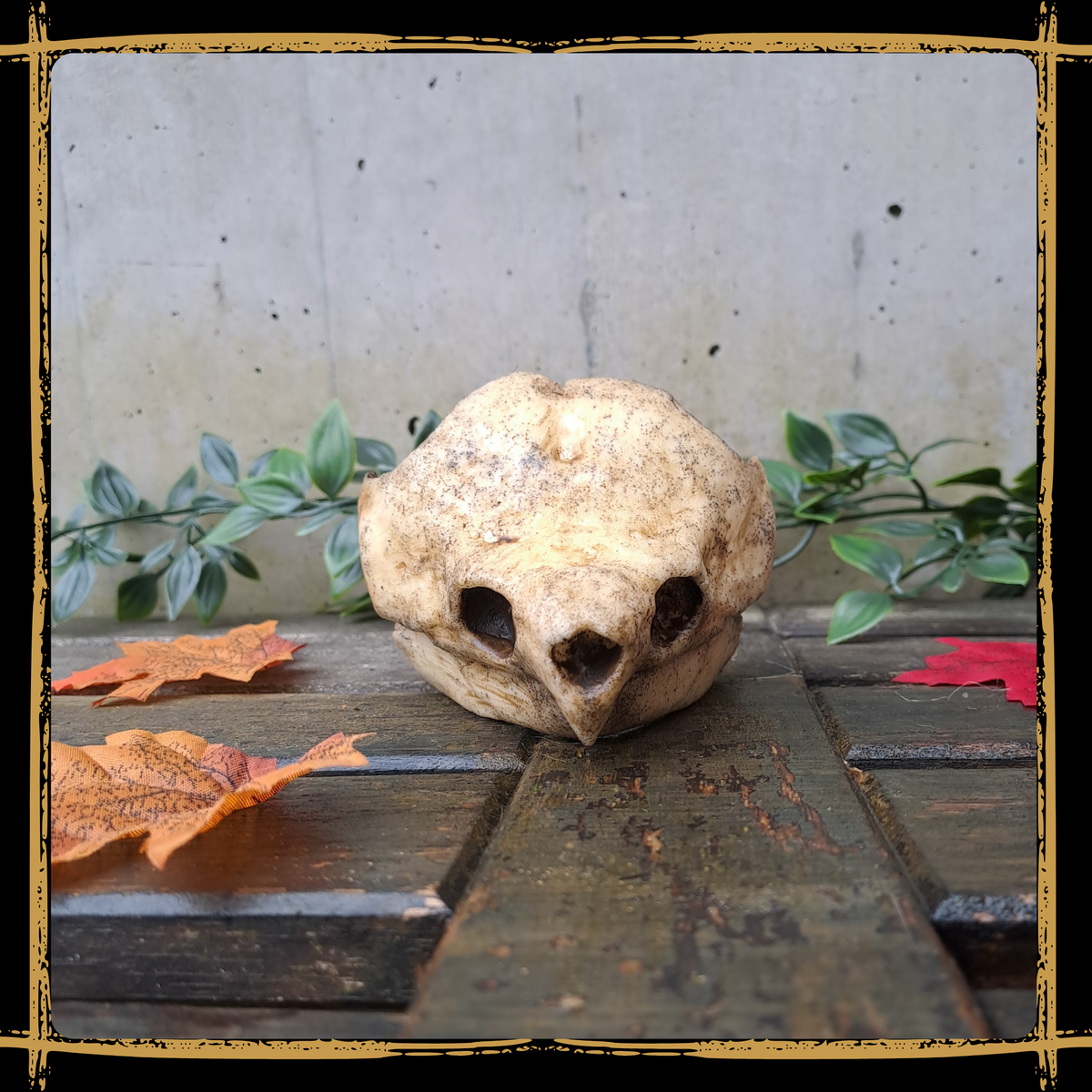 Skull Snapping Turtle