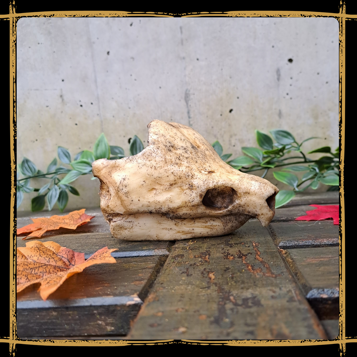 Skull Snapping Turtle