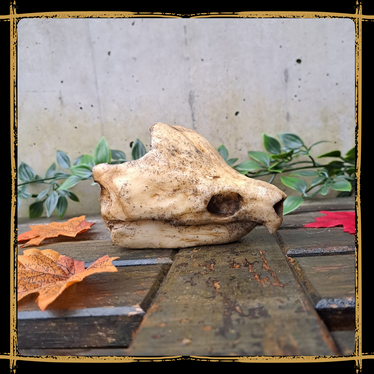 Skull Snapping Turtle
