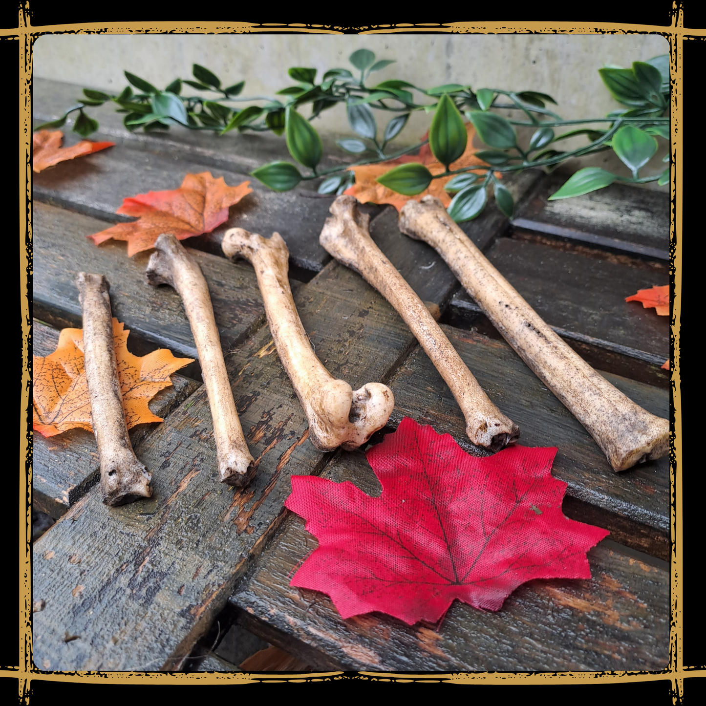 Set Of Small Bones