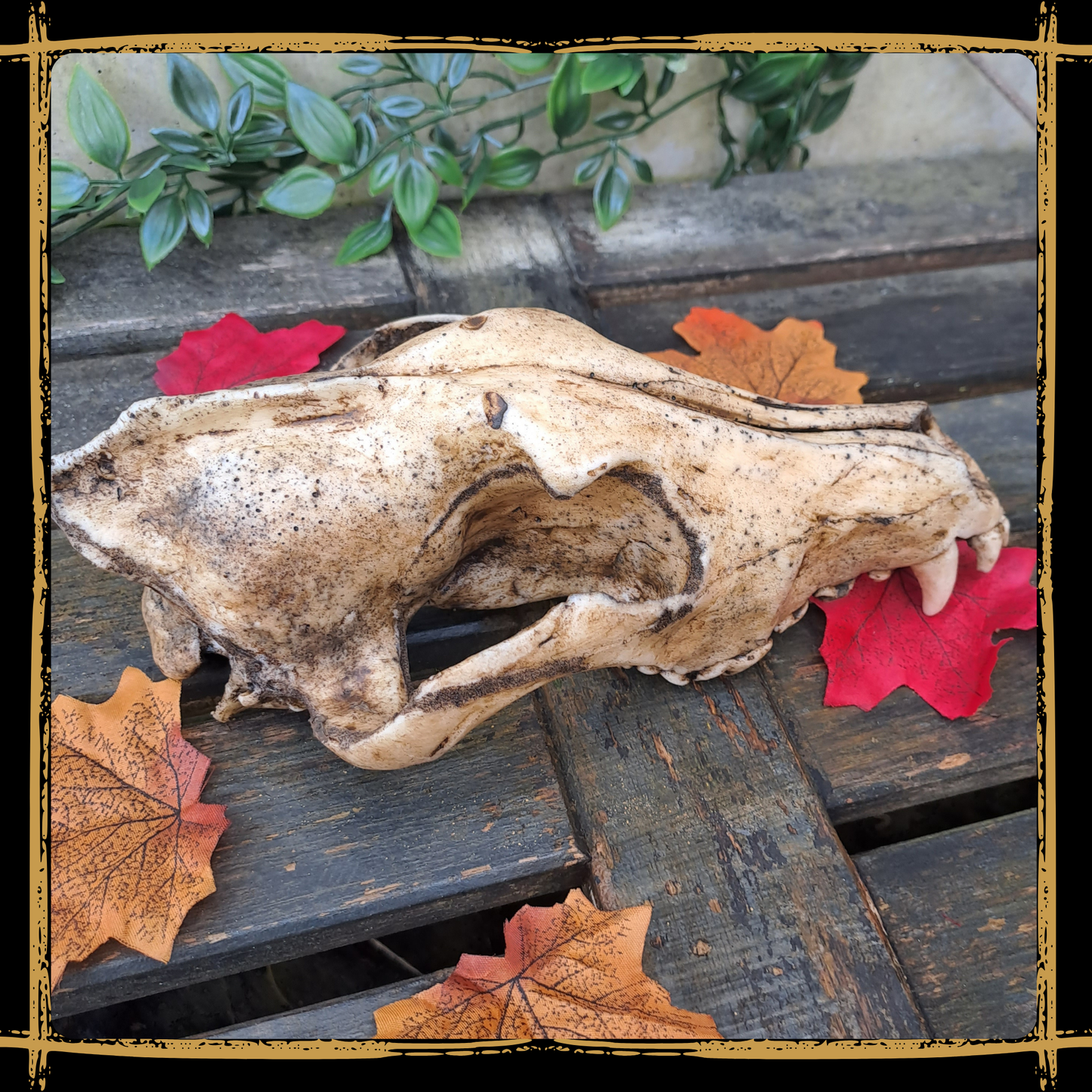 Skull Wolf