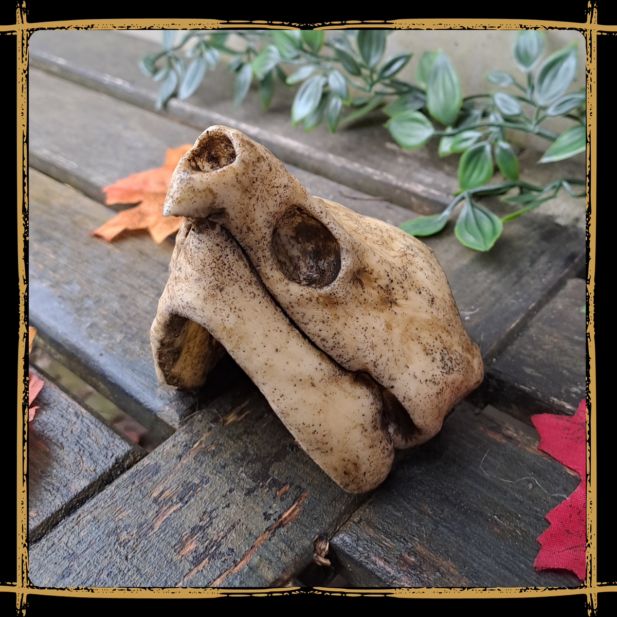 Skull Snapping Turtle